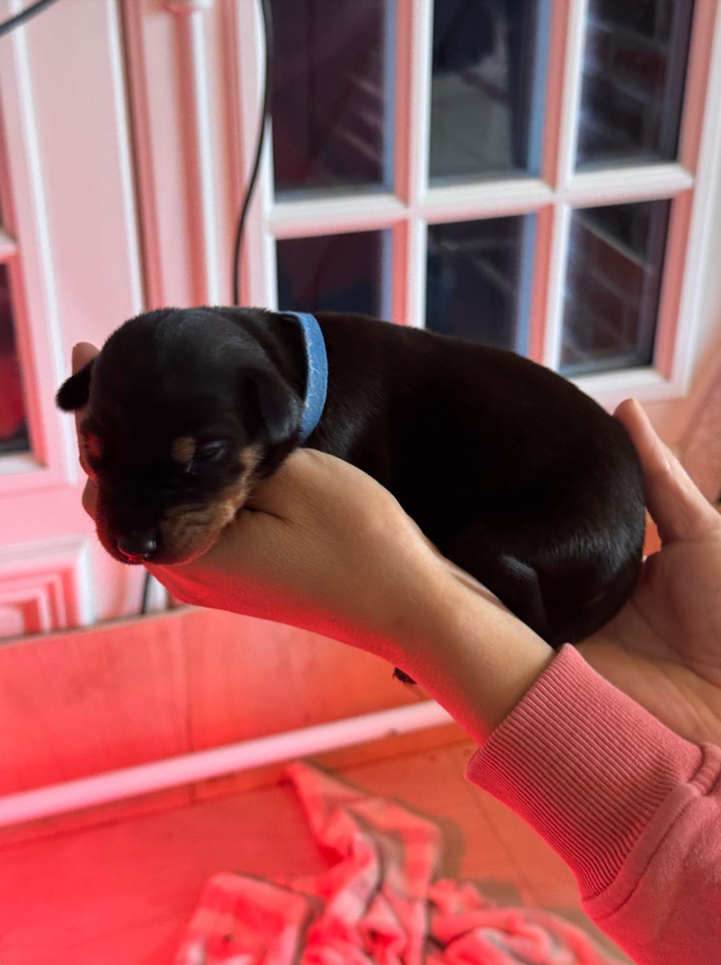 Frederique Launay - Chiots disponibles - Dobermann