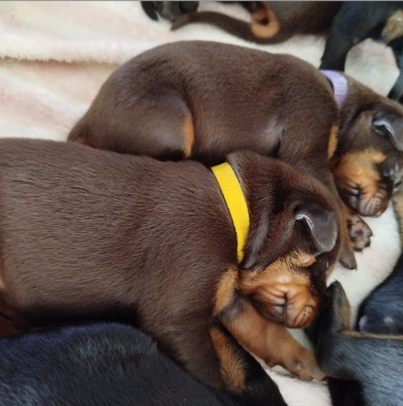 Frederique Launay - Chiots disponibles - Dobermann