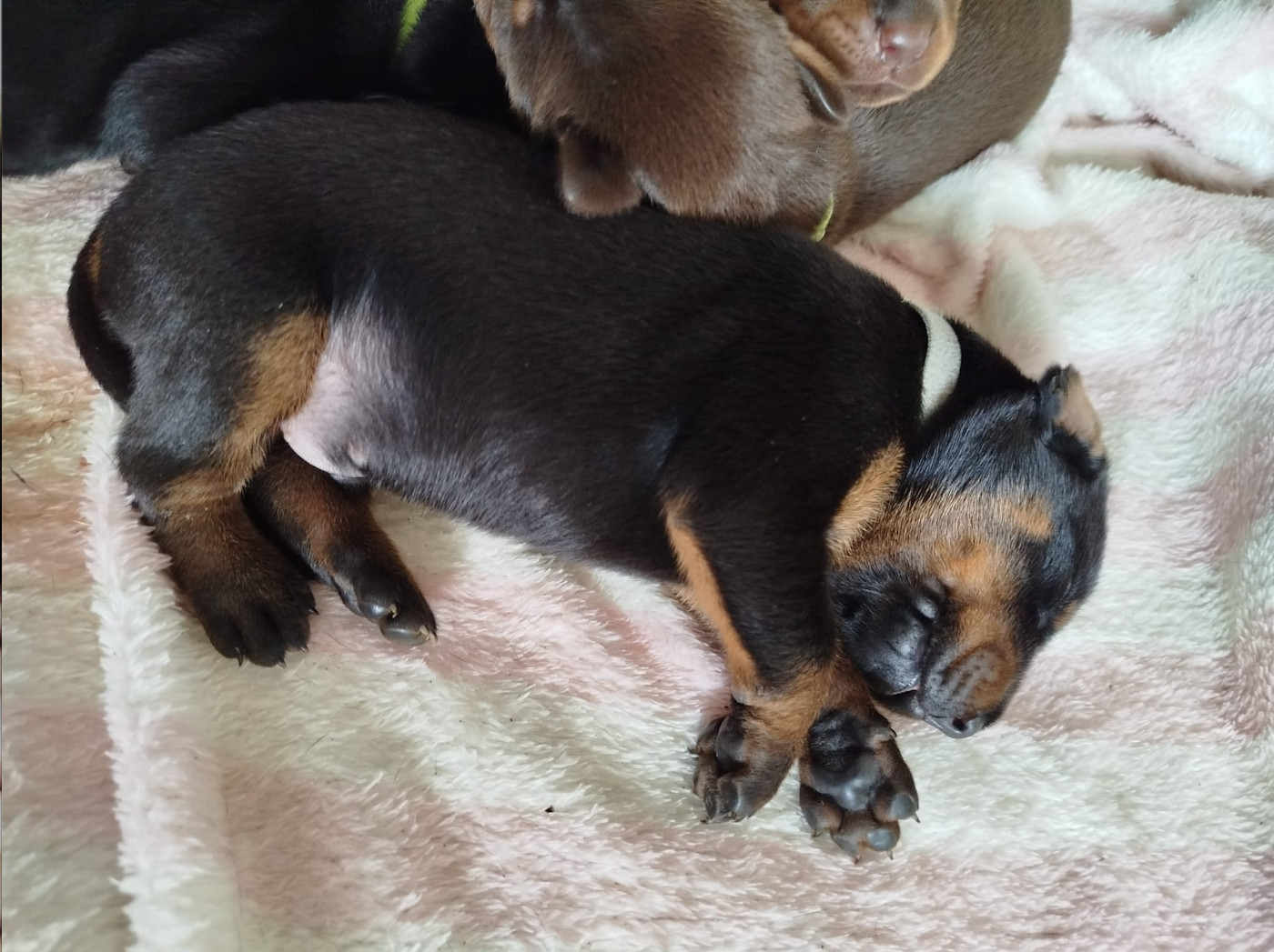 Frederique Launay - Chiots disponibles - Dobermann