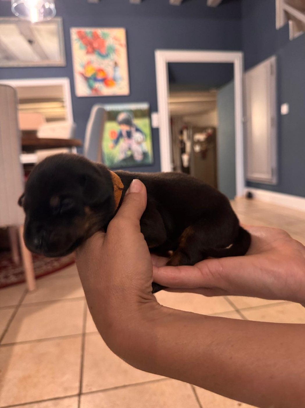 Frederique Launay - Chiots disponibles - Dobermann