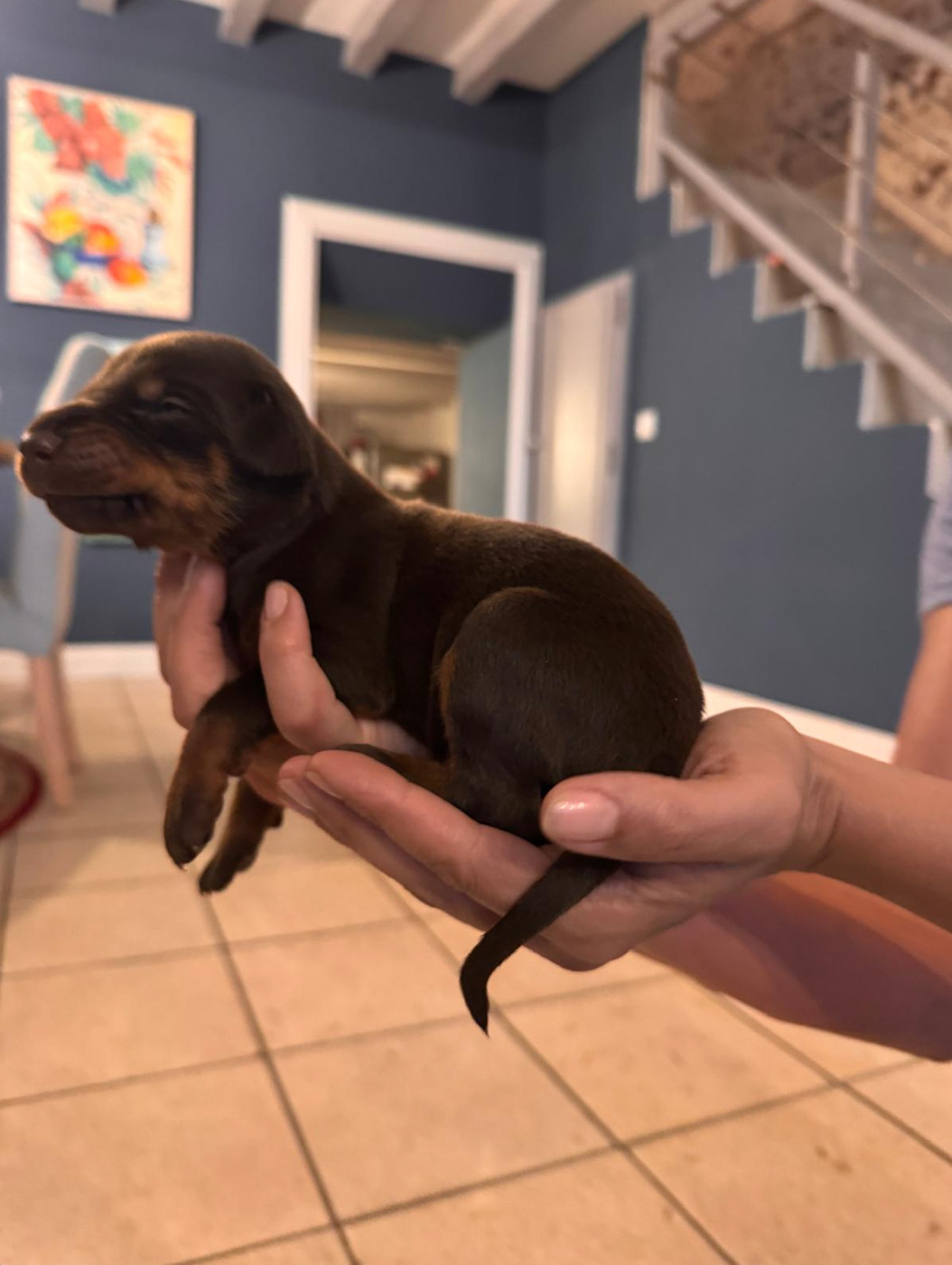 Frederique Launay - Chiots disponibles - Dobermann