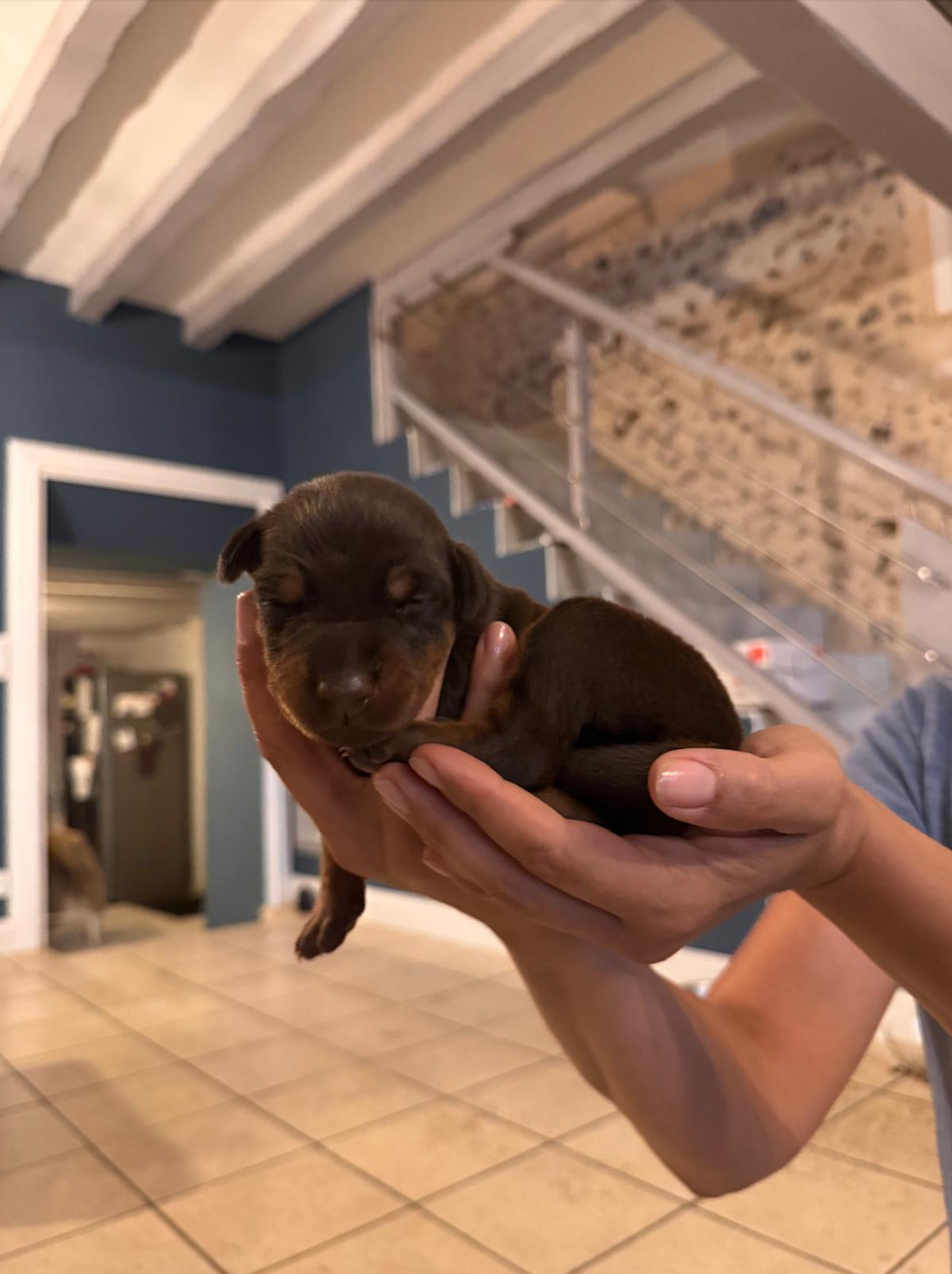 Frederique Launay - Chiots disponibles - Dobermann