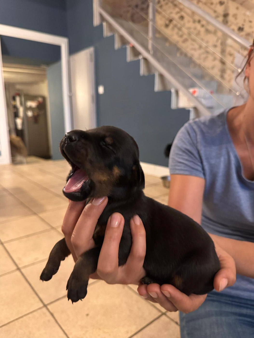 Frederique Launay - Chiots disponibles - Dobermann