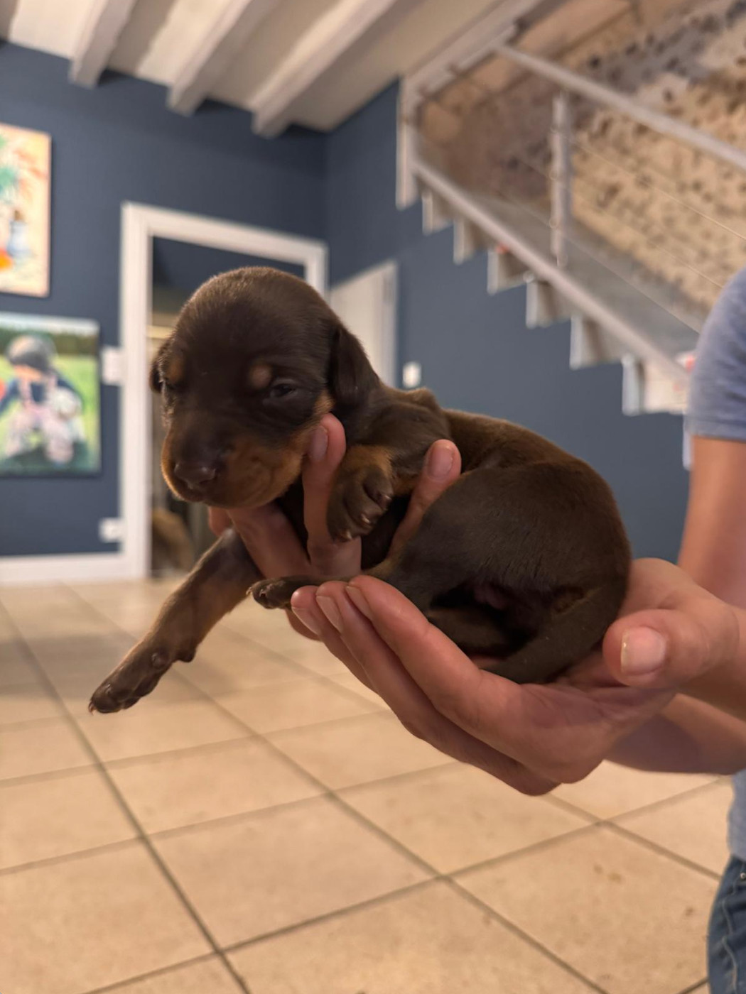 Frederique Launay - Chiots disponibles - Dobermann