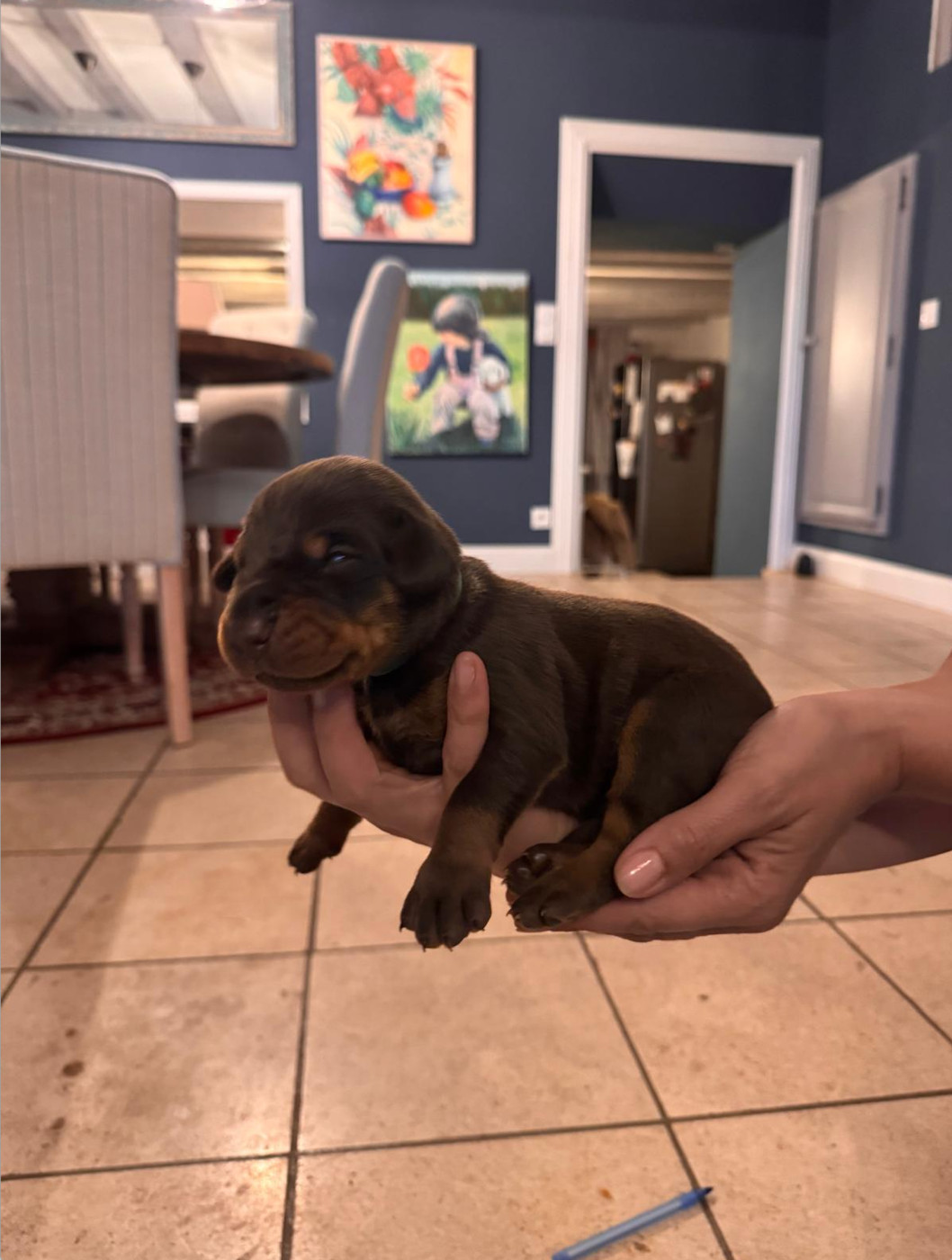 Frederique Launay - Chiots disponibles - Dobermann