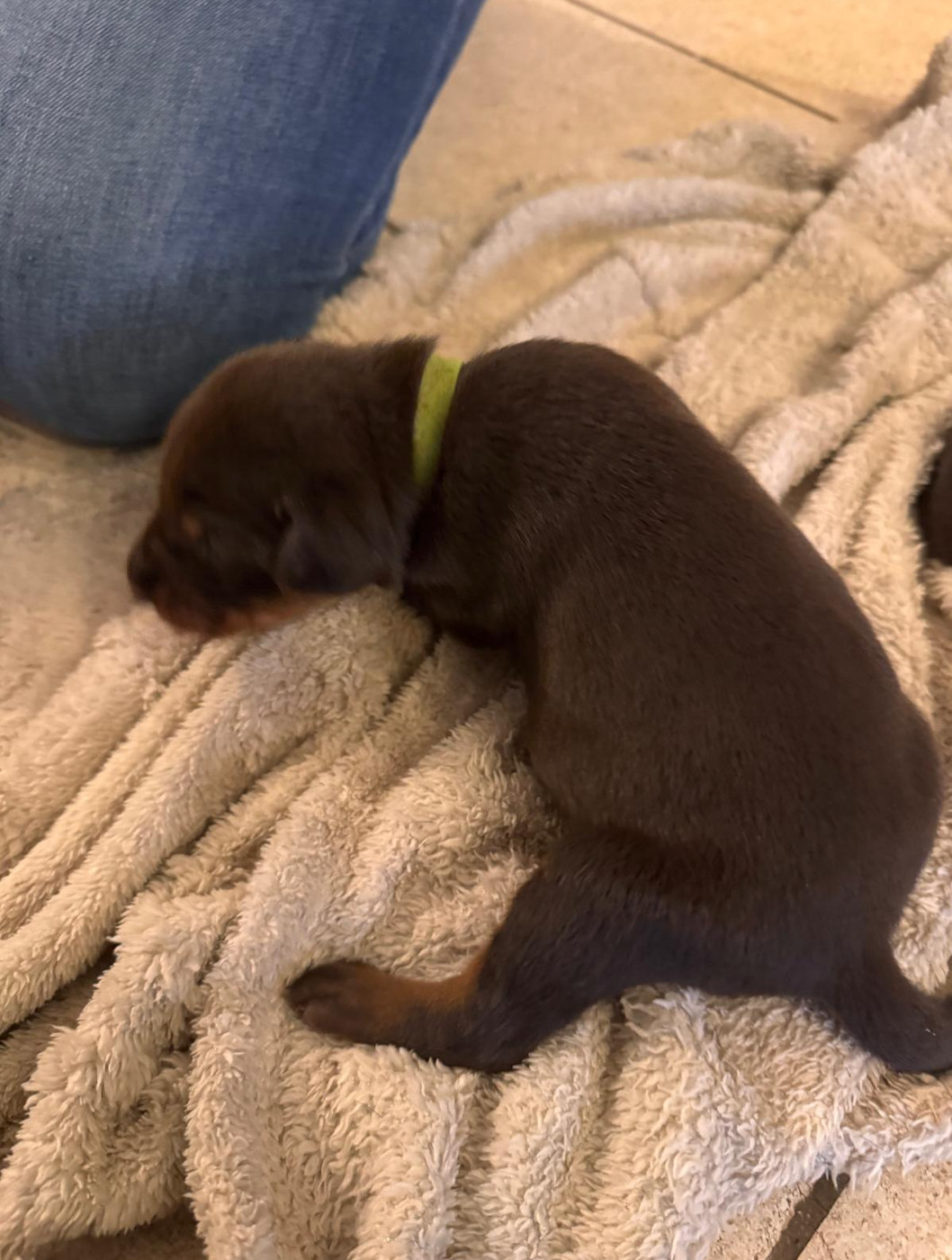 Frederique Launay - Chiots disponibles - Dobermann